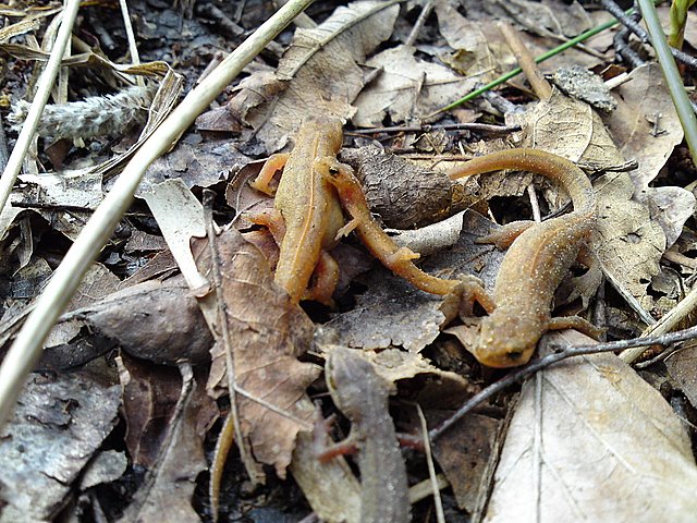 2009 Crapaudrome de Guiperreux 33